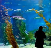 Melbourne Aquarium - Hotel Accommodation