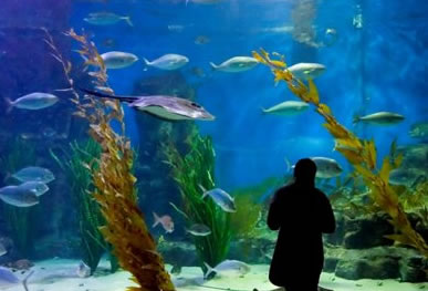 Melbourne Aquarium - Hotel Accommodation 0