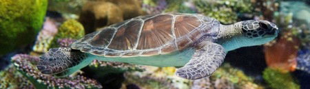 Melbourne Aquarium - Hotel Accommodation 1