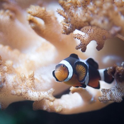 Melbourne Aquarium - Hotel Accommodation 2