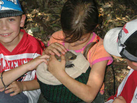 Koala Park Sanctuary - Hotel Accommodation 3