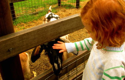 Collingwood Children's Farm - Hotel Accommodation 0
