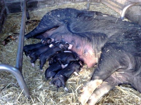 Collingwood Children's Farm - Hotel Accommodation 2