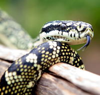 Reptile Encounters - Hotel Accommodation