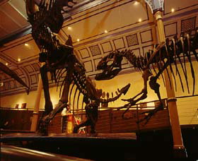 Australian Museum - Hotel Accommodation 1