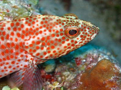 Snorkel Safari Brisbane - Hotel Accommodation 3