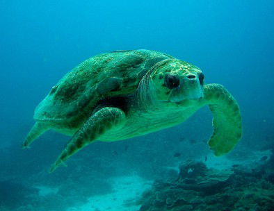 Snorkel Safari Brisbane - Hotel Accommodation 4