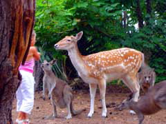 Birdland Animal Park - Hotel Accommodation 4