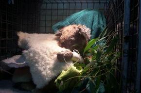 Jirrahlinga Koala & Wildlife Sanctuary - Hotel Accommodation 3