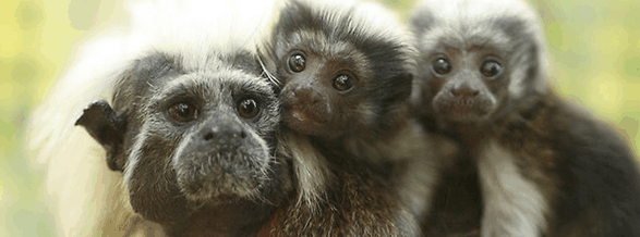 Alma Park Zoo - Hotel Accommodation 3