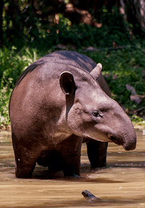 Alma Park Zoo - Hotel Accommodation 4