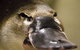 Lone Pine Koala Sanctuary - thumb 2