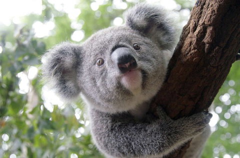 Lone Pine Koala Sanctuary - Hotel Accommodation 3