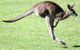 Lone Pine Koala Sanctuary - thumb 4
