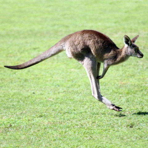 Lone Pine Koala Sanctuary - Hotel Accommodation 4