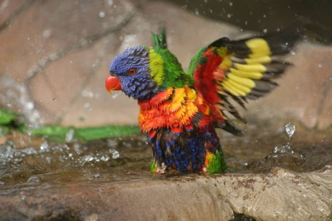 Lone Pine Koala Sanctuary - Hotel Accommodation 5