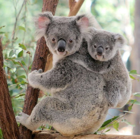 Lone Pine Koala Sanctuary - Hotel Accommodation 6