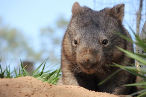 Lone Pine Koala Sanctuary - Hotel Accommodation 7