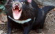 Lone Pine Koala Sanctuary - thumb 8