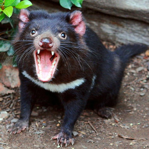 Lone Pine Koala Sanctuary - Hotel Accommodation 8