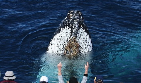 Spirit Of Gold Coast Whale Watching - Hotel Accommodation 1