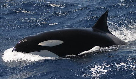 Spirit Of Gold Coast Whale Watching - Hotel Accommodation 2