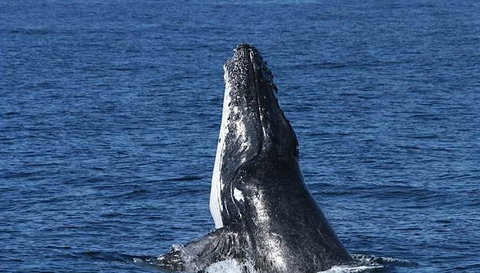 Spirit Of Gold Coast Whale Watching - Hotel Accommodation 3