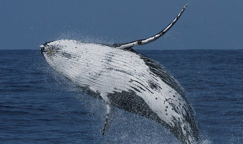 Spirit Of Gold Coast Whale Watching - Hotel Accommodation 4