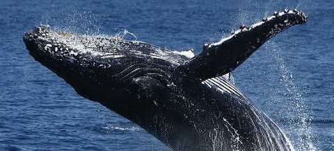 Spirit Of Gold Coast Whale Watching - Hotel Accommodation 5