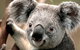 Potoroo Palace - thumb 0