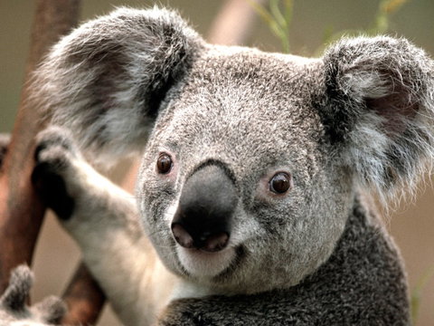Potoroo Palace - Hotel Accommodation 0