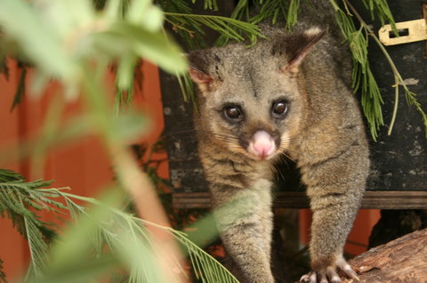 Potoroo Palace - Hotel Accommodation 3