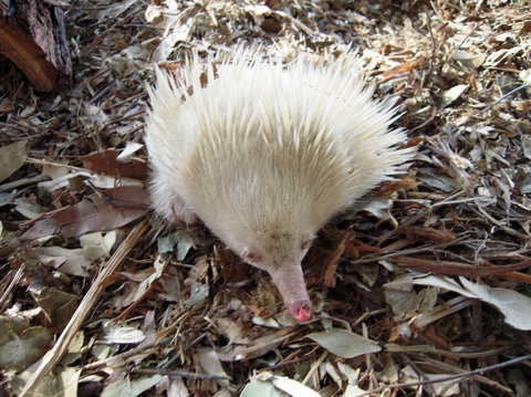 Potoroo Palace - Hotel Accommodation 4