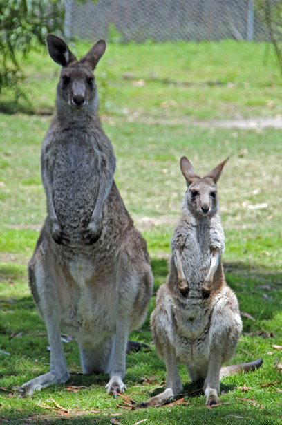 Potoroo Palace - Hotel Accommodation 5