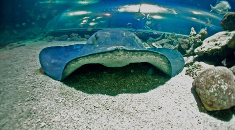 Manly SEA LIFE Sanctuary - Hotel Accommodation 3