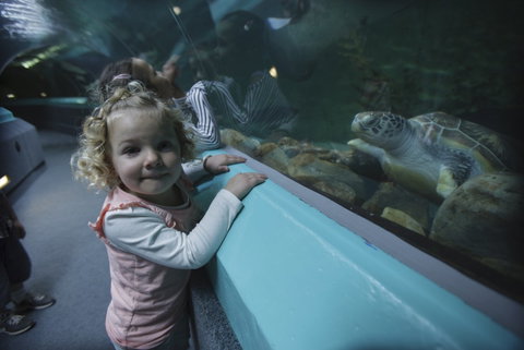 Manly SEA LIFE Sanctuary - Hotel Accommodation 4
