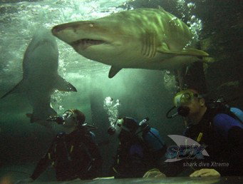 Manly SEA LIFE Sanctuary - Hotel Accommodation 5