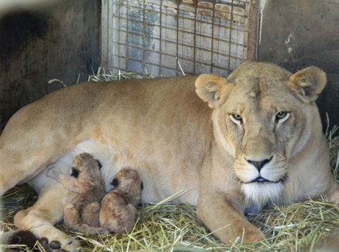 Darling Downs Zoo - Hotel Accommodation 2