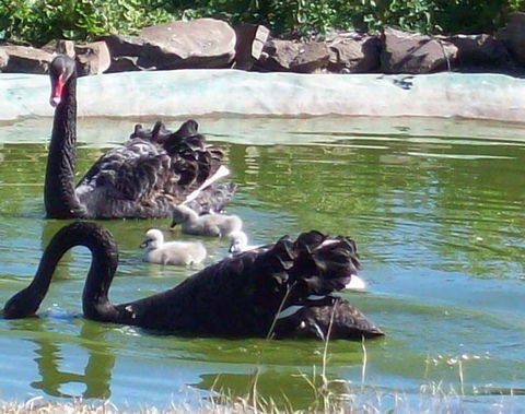 Darling Downs Zoo - Hotel Accommodation 3