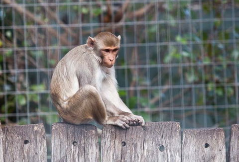 Darling Downs Zoo - Hotel Accommodation 5