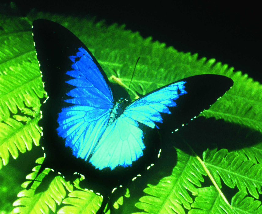 Australian Butterfly Sanctuary - Hotel Accommodation