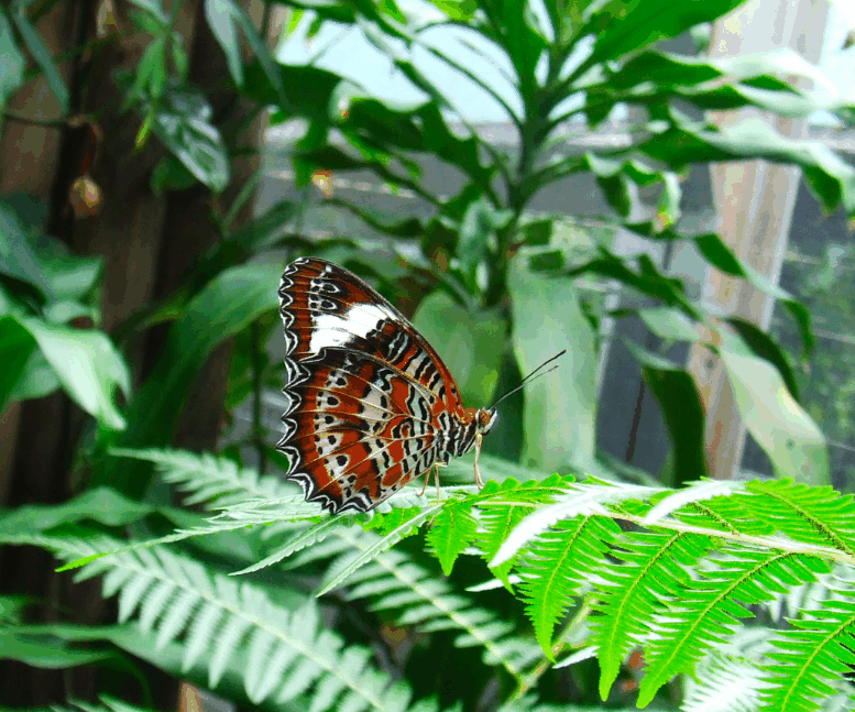 Australian Butterfly Sanctuary - Hotel Accommodation 1