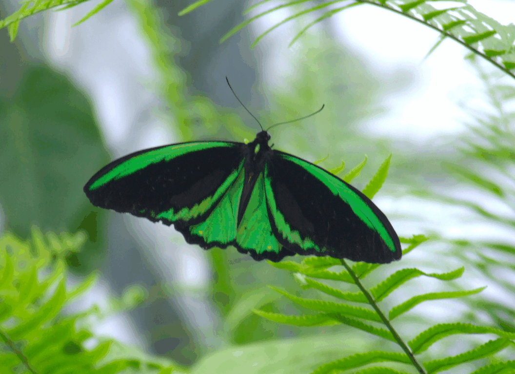 Australian Butterfly Sanctuary - Hotel Accommodation 2