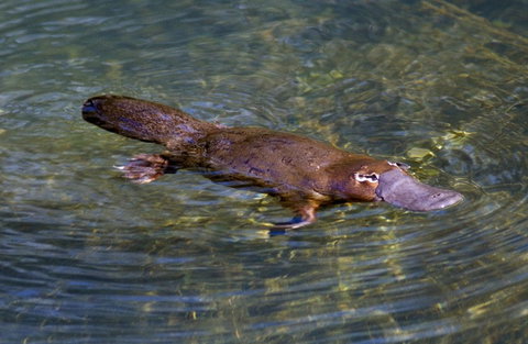 David Fleay Wildlife Park - Hotel Accommodation 4