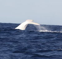 Australian Whale Watching - Hotel Accommodation