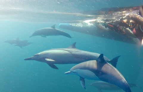 Dolphin Swim Australia - Hotel Accommodation 5