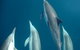 Dolphin Swim Australia - thumb 6