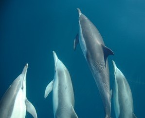 Dolphin Swim Australia - Hotel Accommodation 6