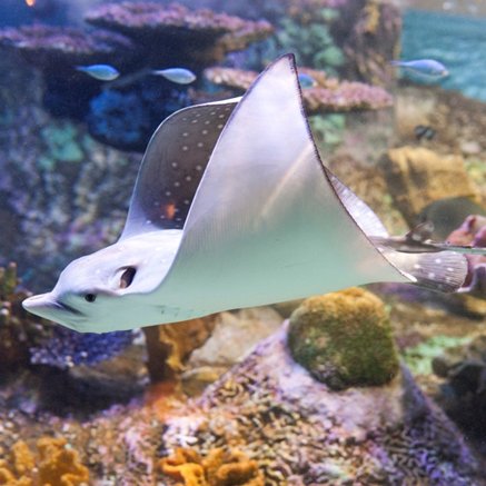 Melbourne Aquarium - Hotel Accommodation 4