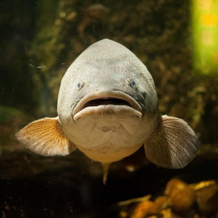 Melbourne Aquarium - Hotel Accommodation 5